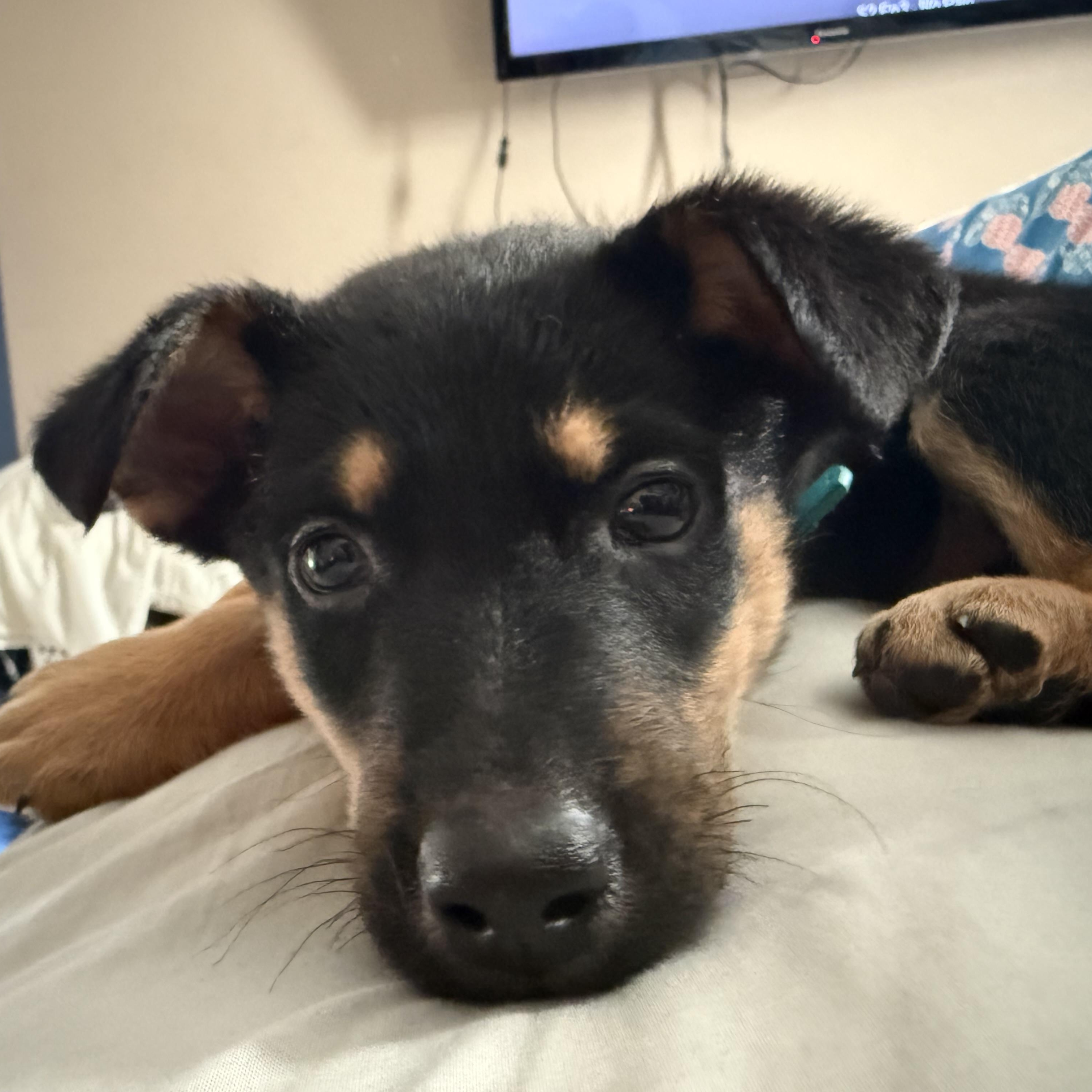 Boo, a Adoptable mixed breed in Mississauga , ON image 2/6