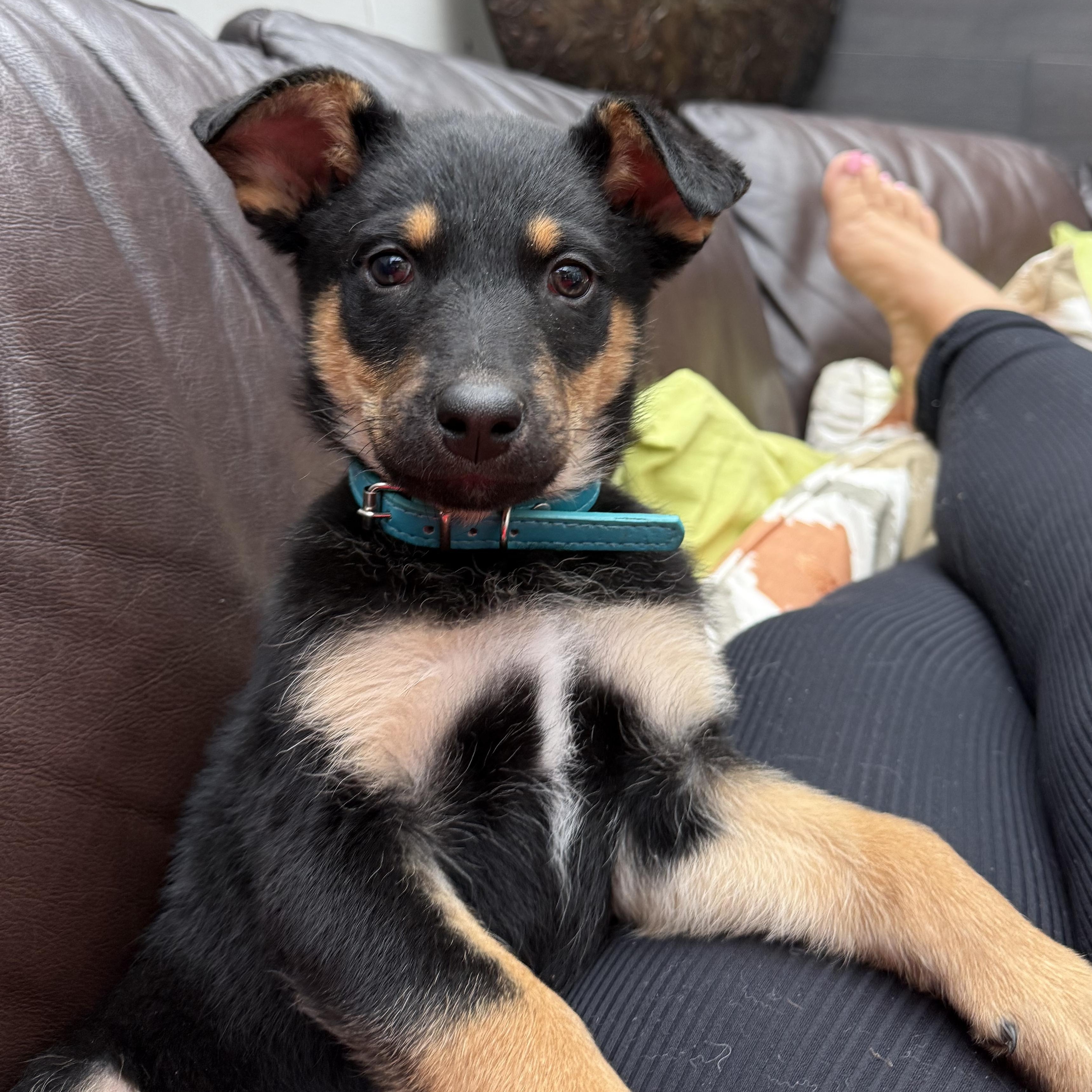 Boo, Adoptable, Puppy Male Shepherd.