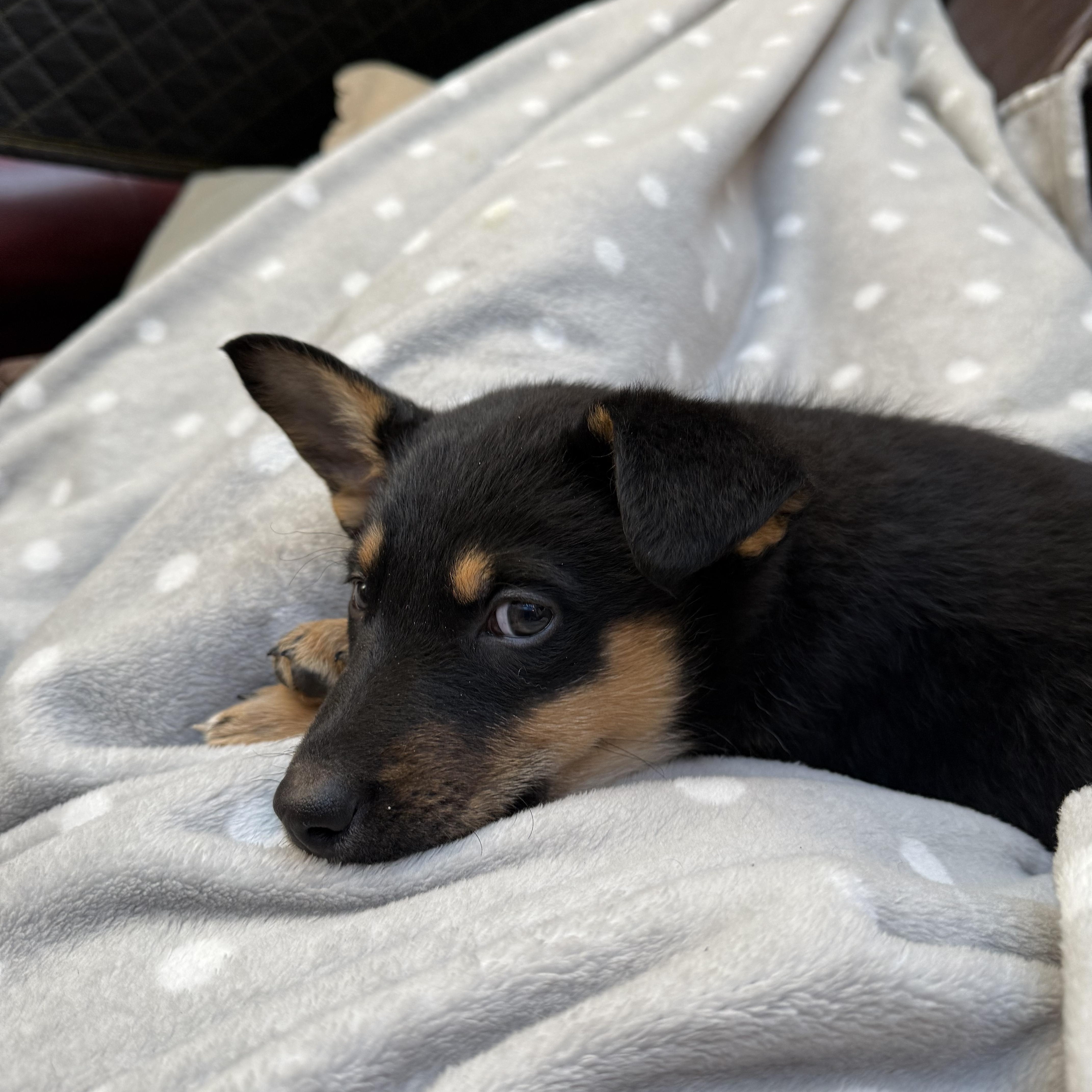 Boo, a Adoptable mixed breed in Mississauga , ON image 4/6