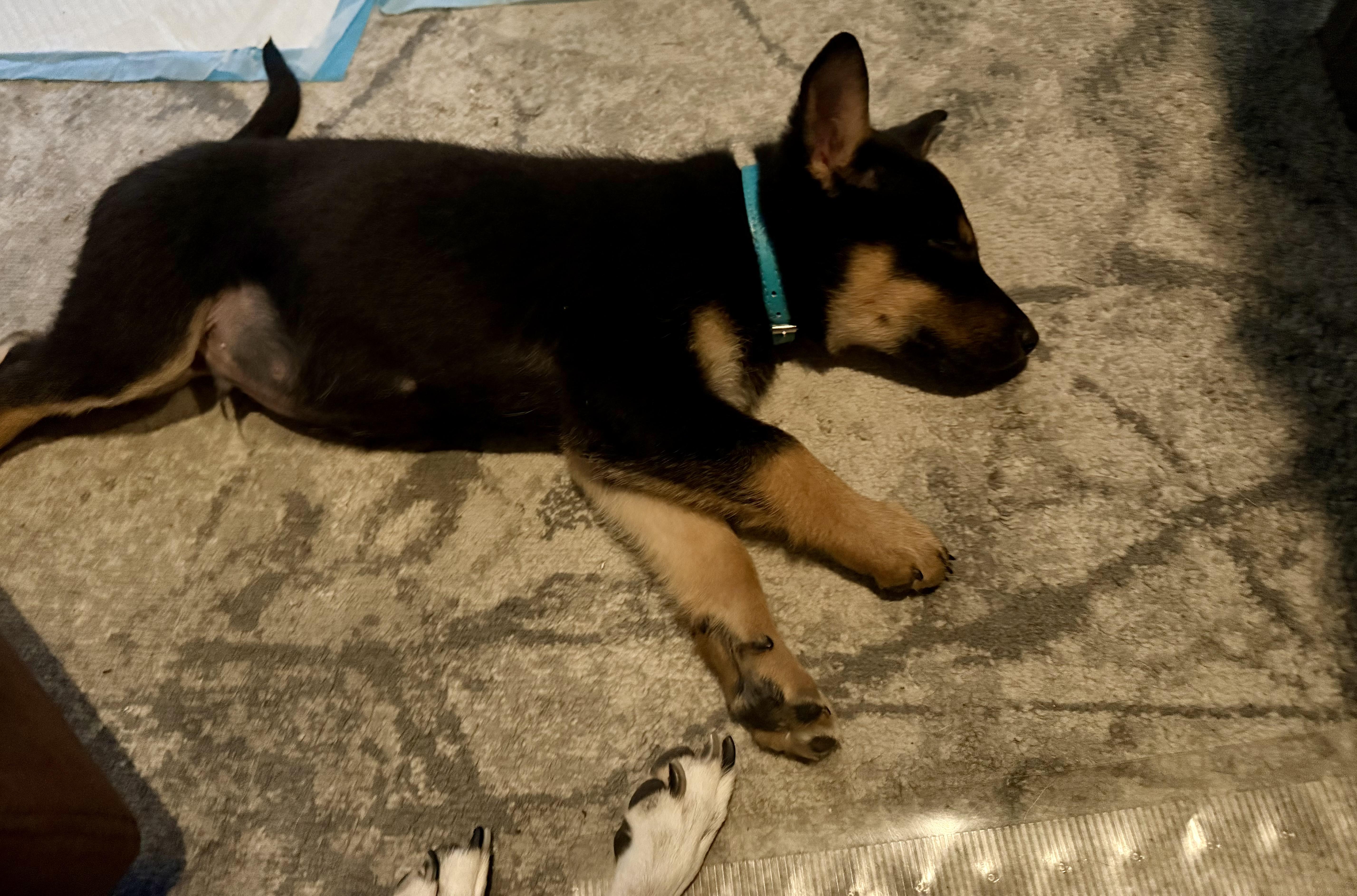 Boo, a Adoptable mixed breed in Mississauga , ON image 5/6