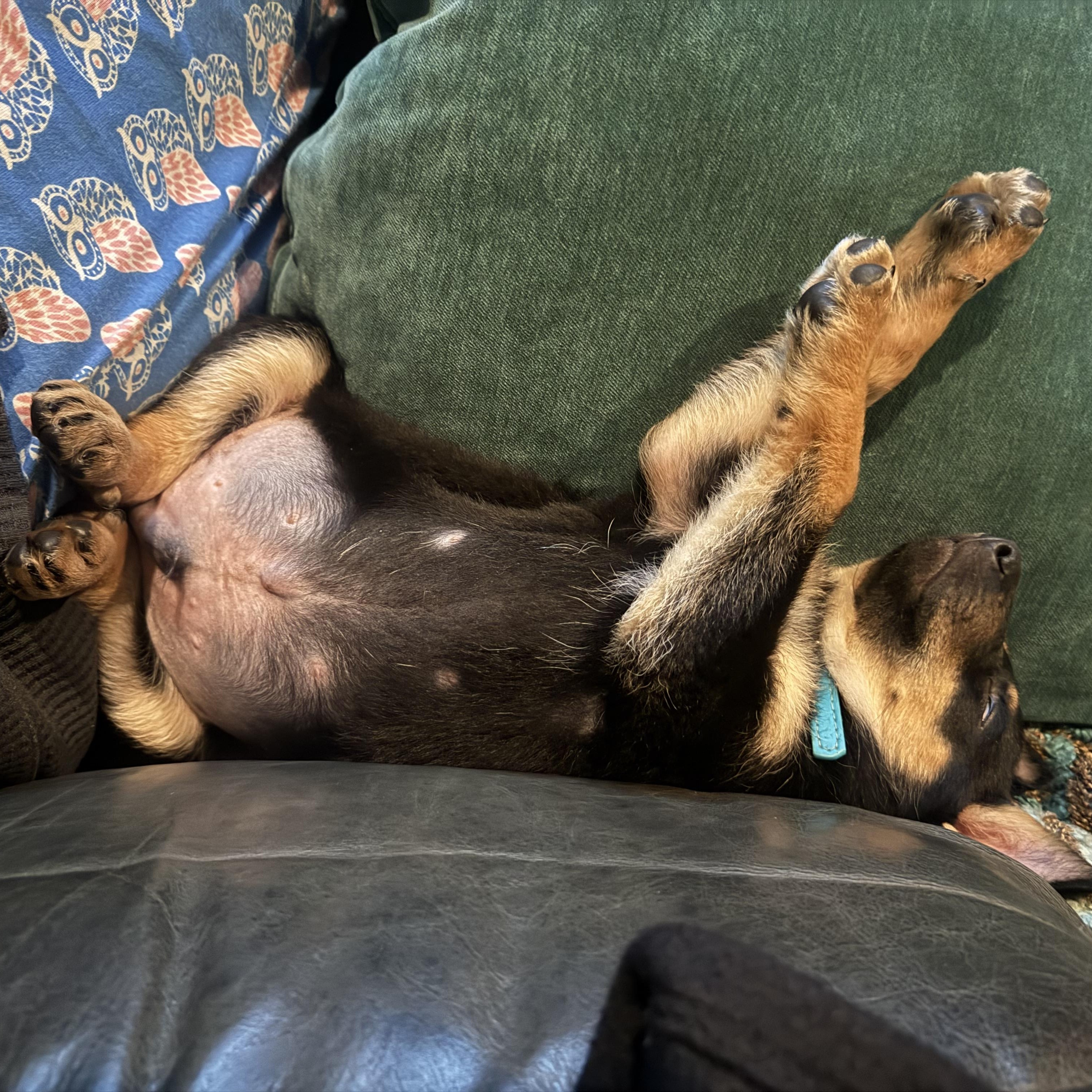 Boo, a Adoptable mixed breed in Mississauga , ON image 6/6