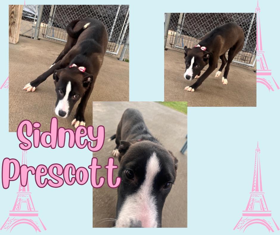 Enlarge Sidney Prescott, a Adoptable mixed breed in Hopkinsville, KY image 1/6