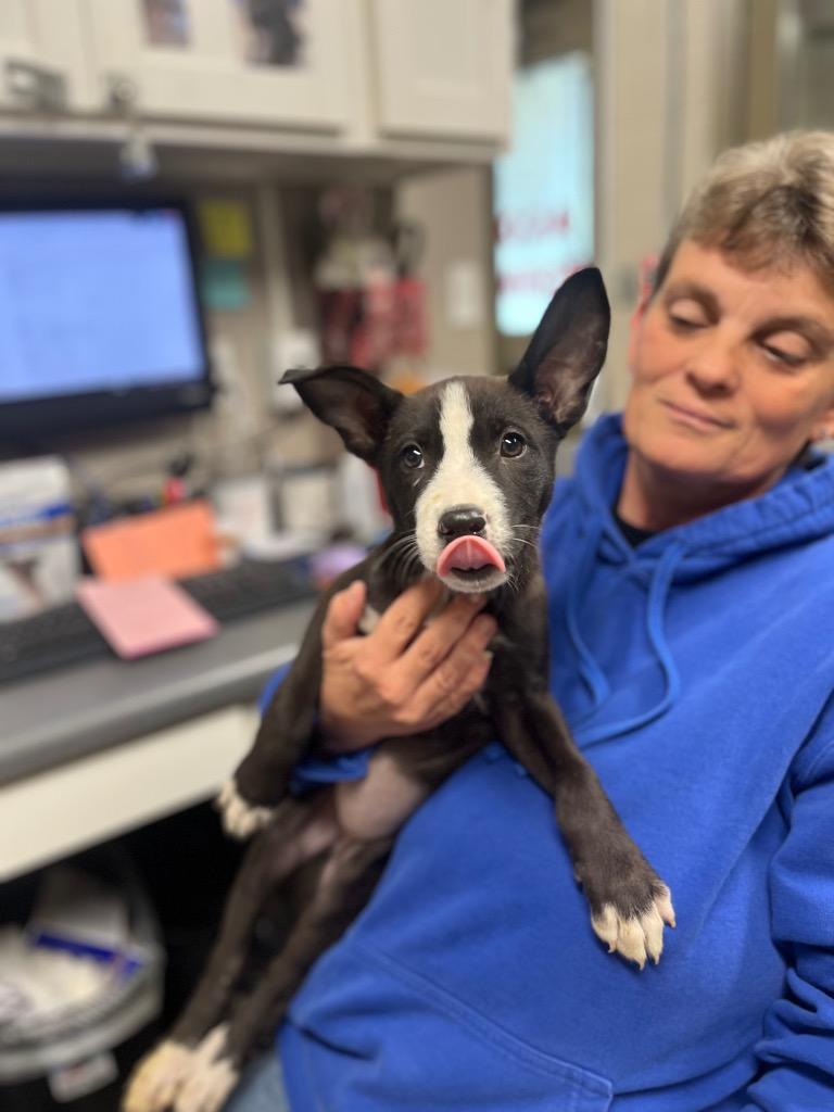 Enlarge Sidney Prescott, a Adoptable mixed breed in Hopkinsville, KY image 2/6