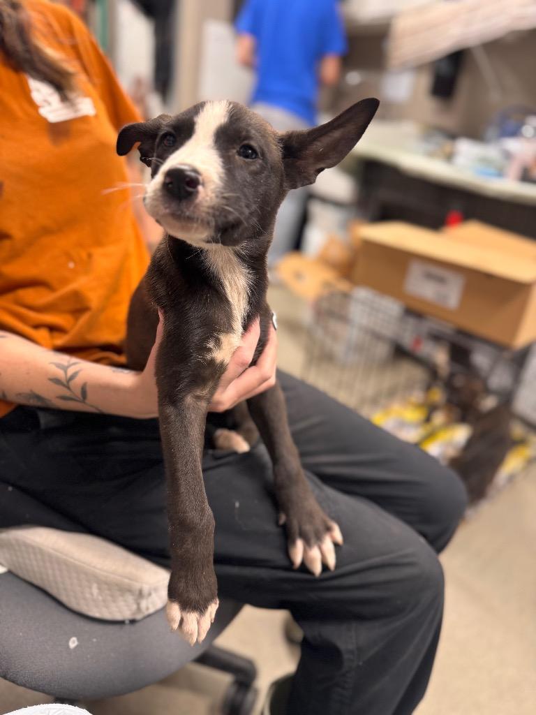 Enlarge Sidney Prescott, a Adoptable mixed breed in Hopkinsville, KY image 3/6