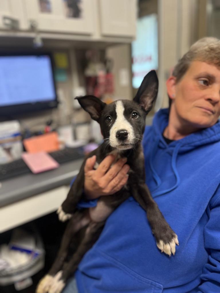 Enlarge Sidney Prescott, a Adoptable mixed breed in Hopkinsville, KY image 4/6