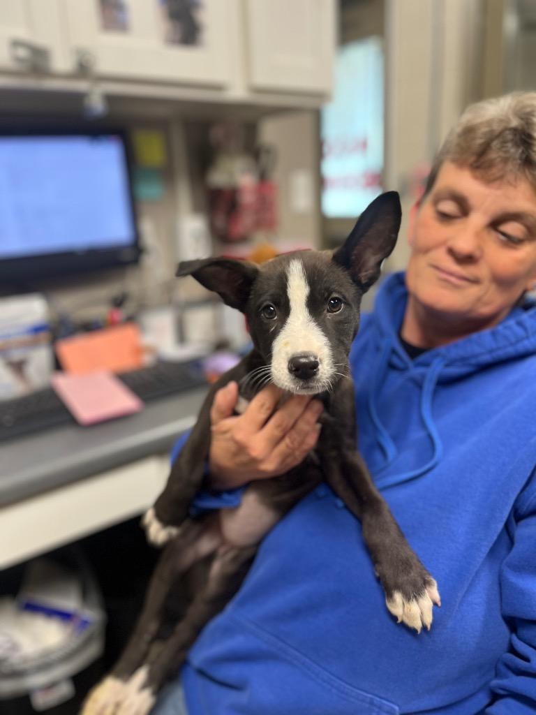 Enlarge Sidney Prescott, a Adoptable mixed breed in Hopkinsville, KY image 6/6