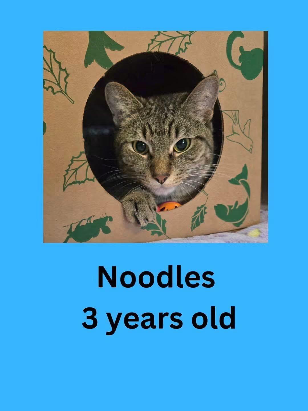 Noodles, Adopted, Adult Male Domestic Short Hair.