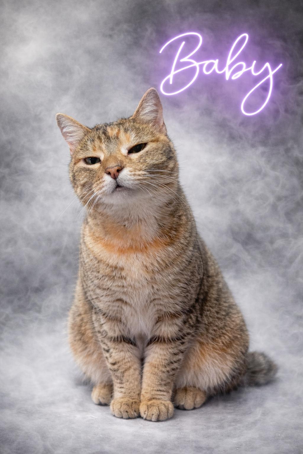 Baby, an adopted mixed breed in Valley Falls, KS image 1/2