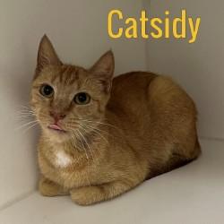 Catsidy, Adoptable, Adult Female Domestic Short Hair.