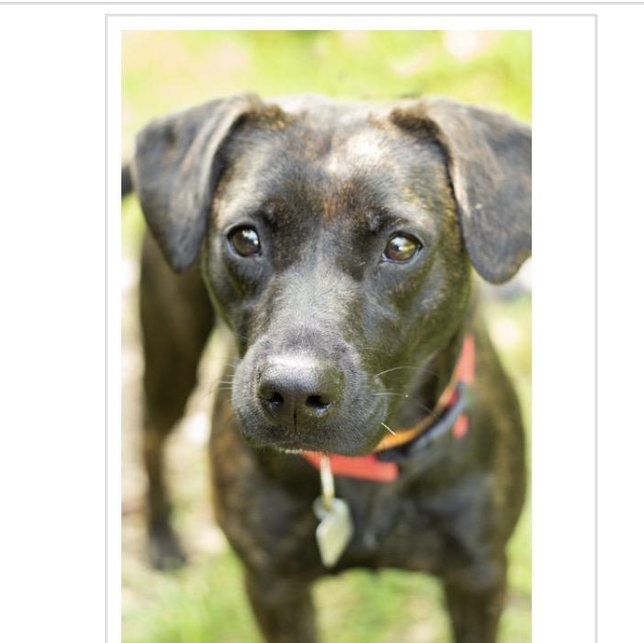 Enlarge Coraline, an adopted mixed breed in Monroe, OH image 6/6
