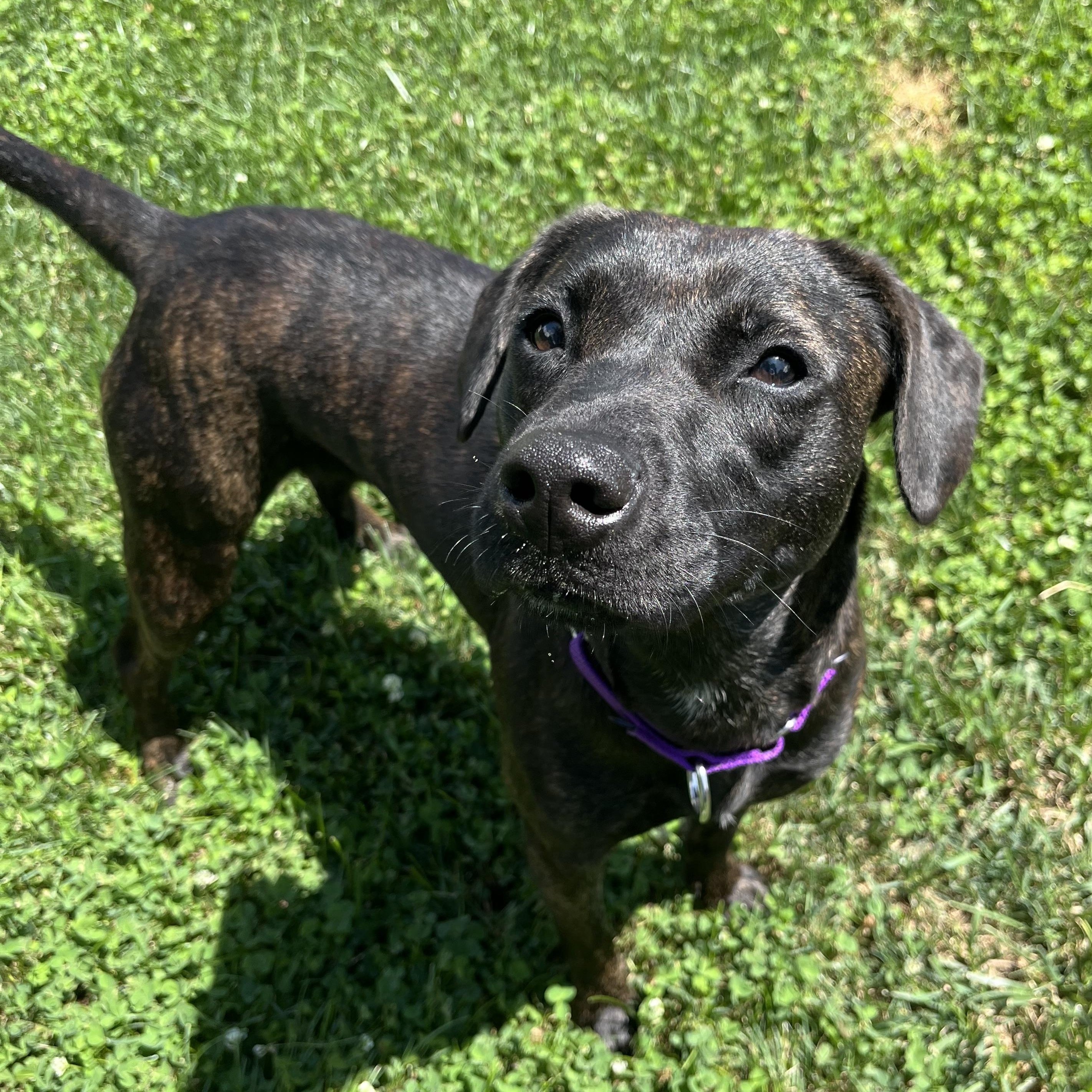 Coraline, adopted, Young Female Plott Hound.