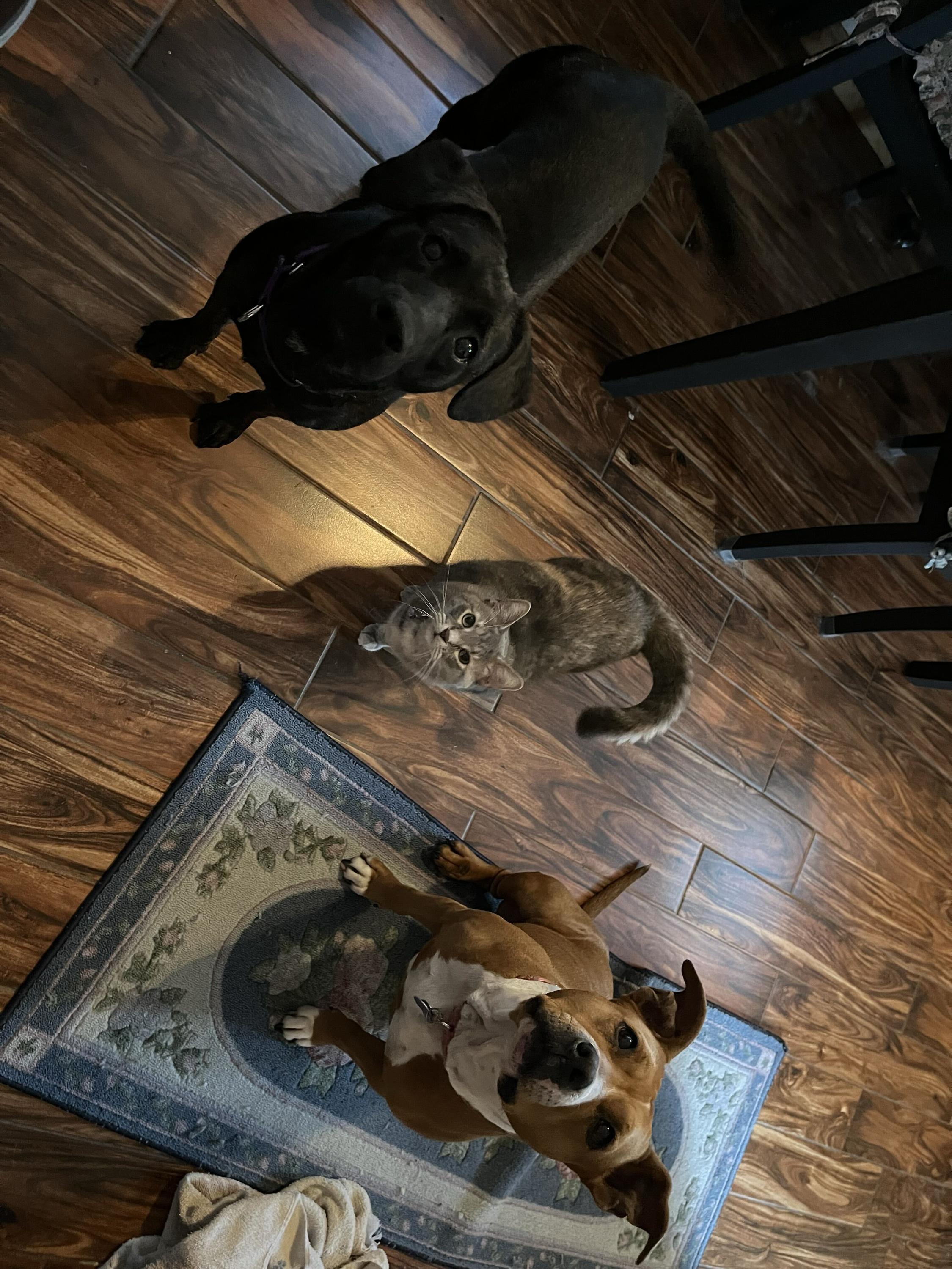 Enlarge Coraline, an adopted mixed breed in Monroe, OH image 2/6