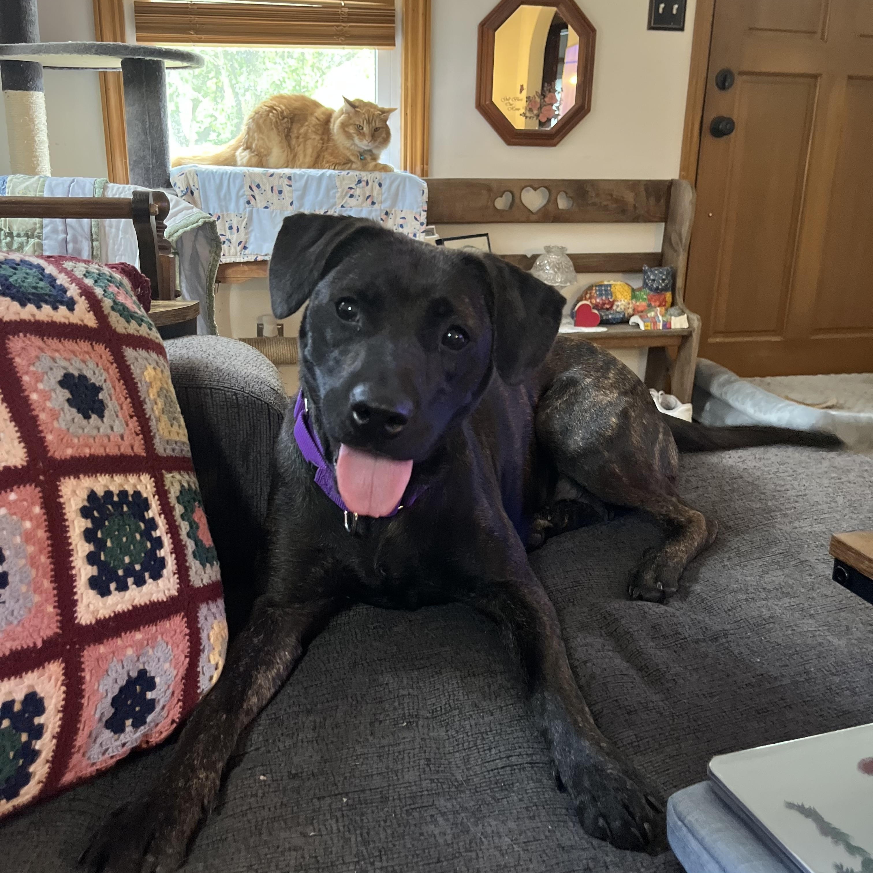 Enlarge Coraline, an adopted mixed breed in Monroe, OH image 4/6