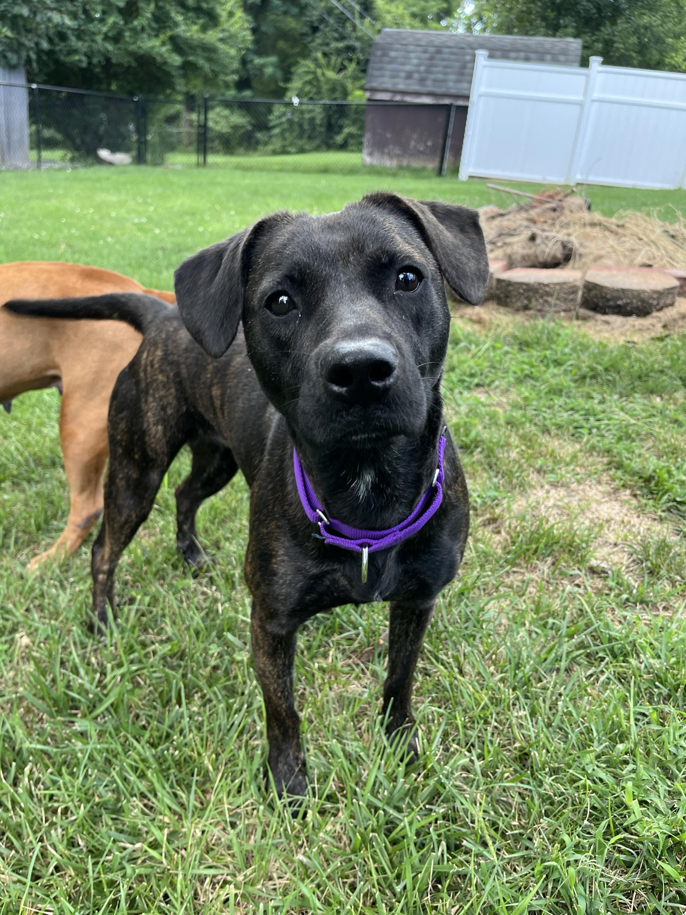 Enlarge Coraline, an adopted mixed breed in Monroe, OH image 5/6