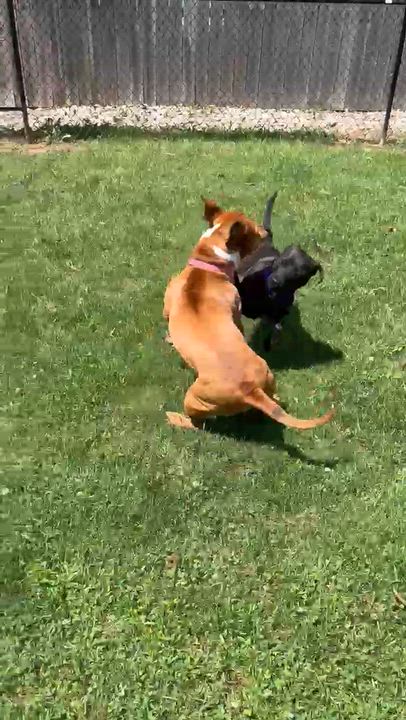 Enlarge Coraline, an adopted mixed breed in Monroe, OH video 3/6