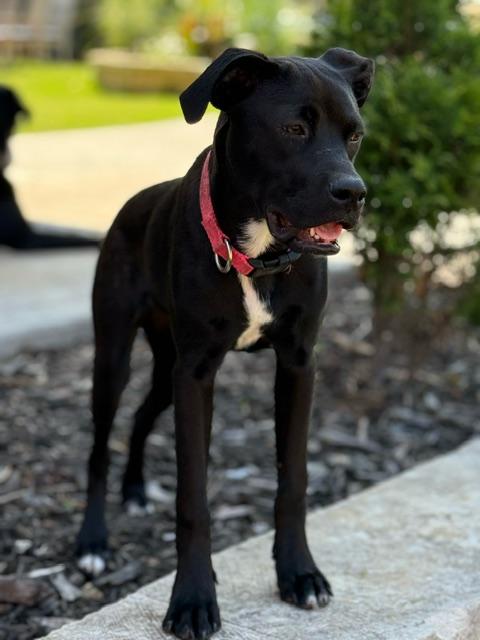 Enlarge Dolly, a Adoptable mixed breed in Okmulgee, OK image 2/2