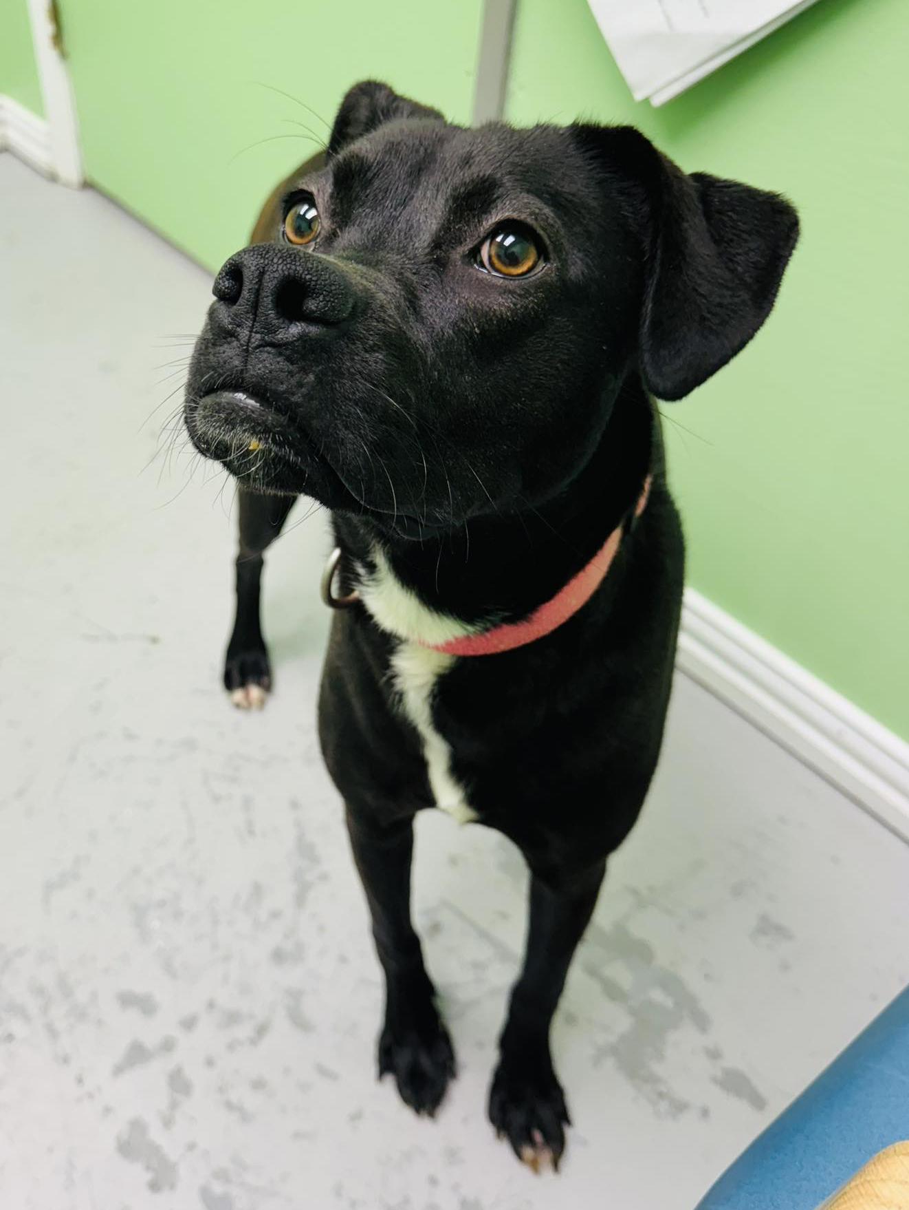 Dolly, Adoptable, Young Female Boxer & Black Labrador Retriever.