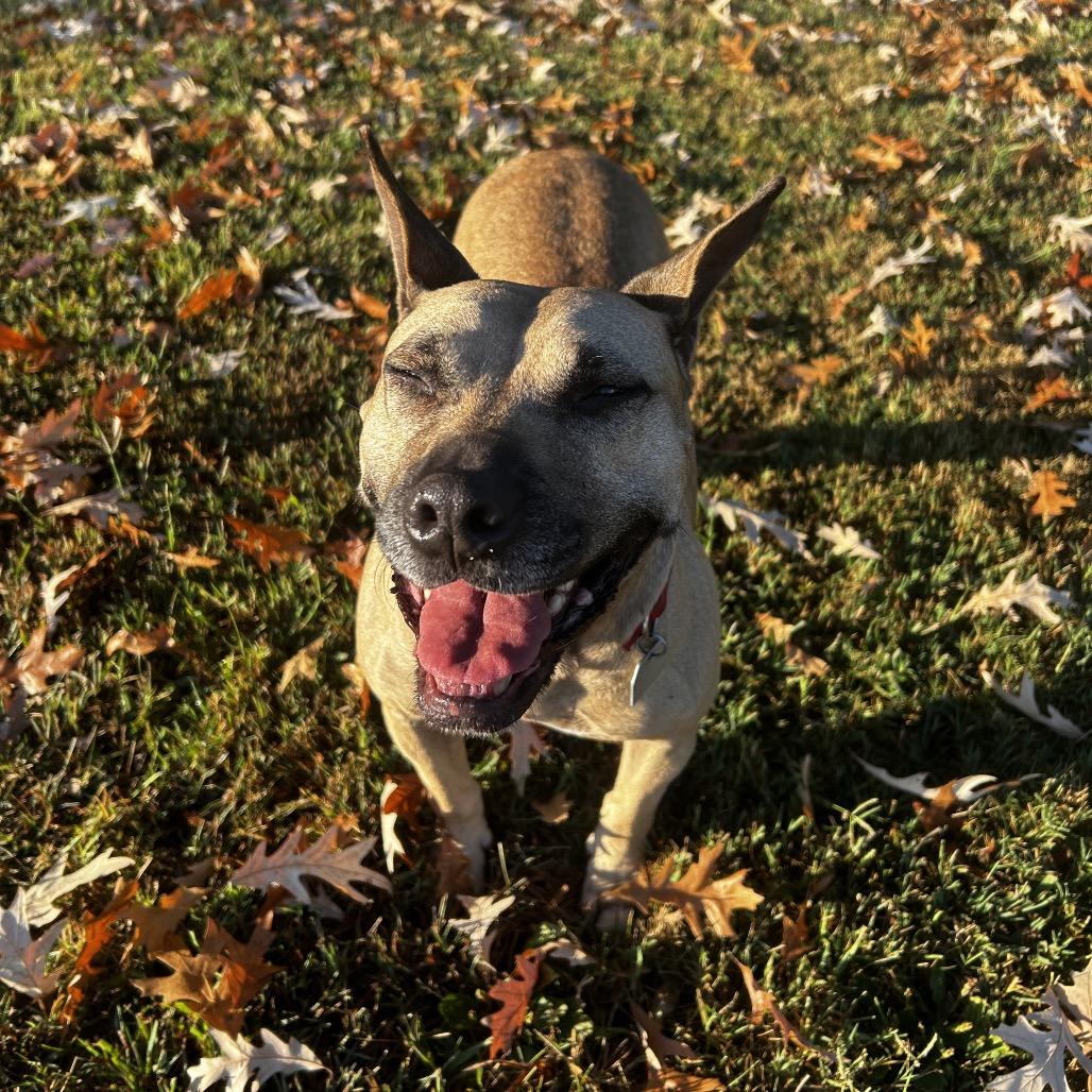 Enlarge Deedee, a Adoptable Mixed Breed in Chattanooga, TN image 1/6