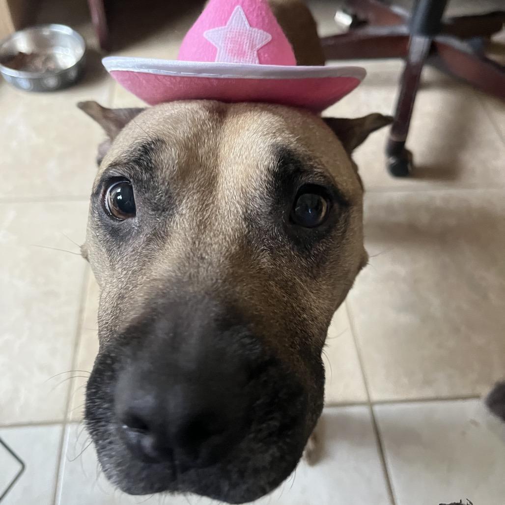 Enlarge Deedee, a Adoptable Mixed Breed in Chattanooga, TN image 2/6