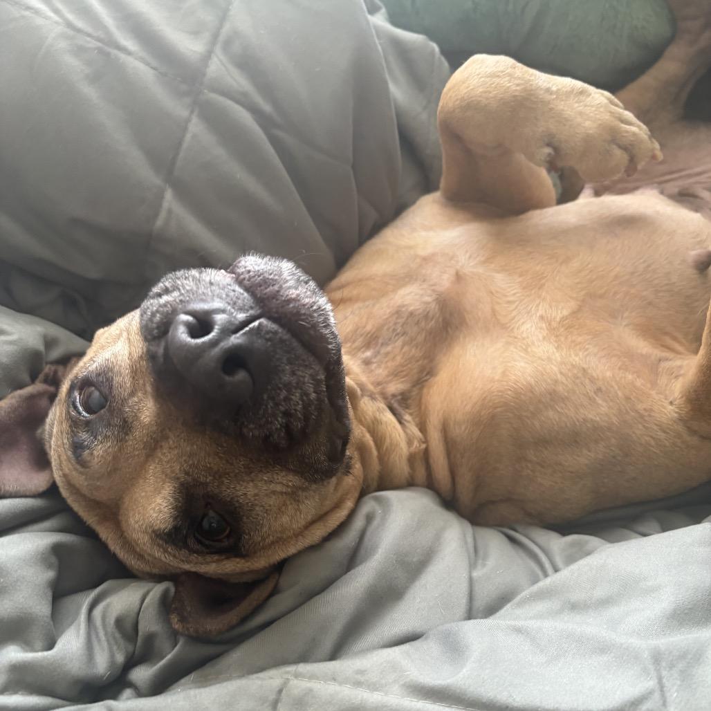 Enlarge Deedee, a Adoptable Mixed Breed in Chattanooga, TN image 4/6