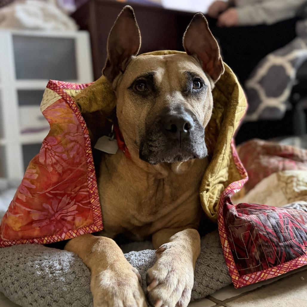 Enlarge Deedee, a Adoptable Mixed Breed in Chattanooga, TN image 5/6