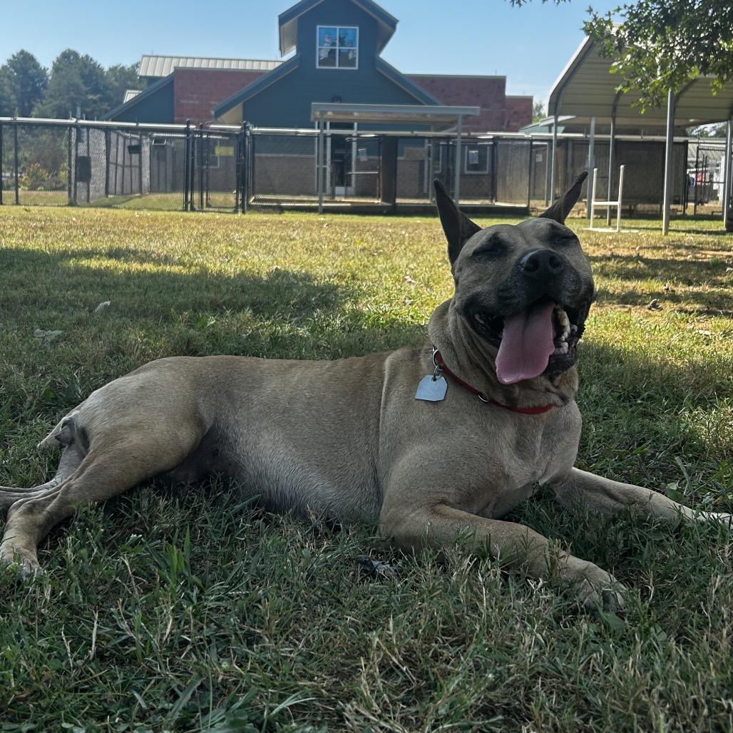 Enlarge Deedee, a Adoptable Mixed Breed in Chattanooga, TN image 6/6
