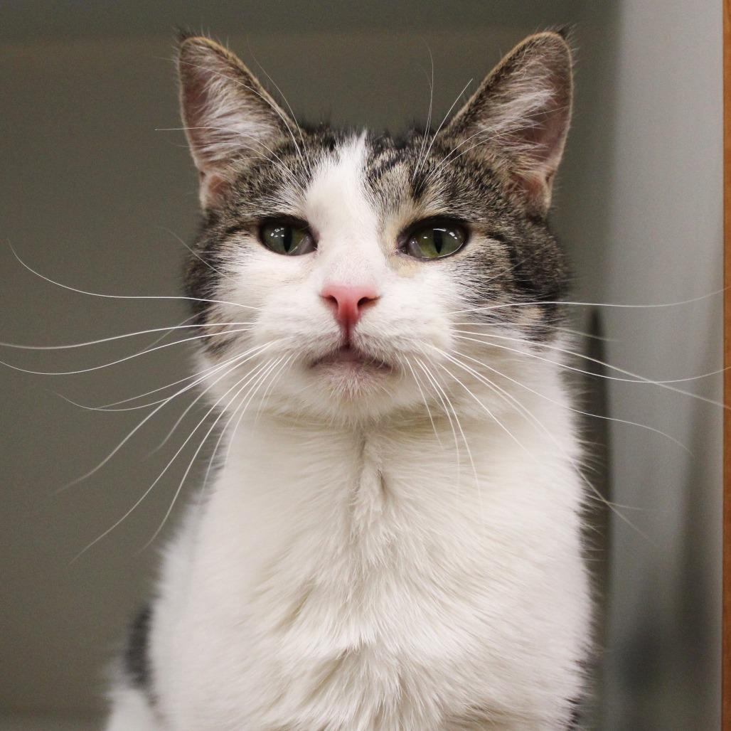 Kyubi, Adoptable, Young Female Domestic Short Hair.