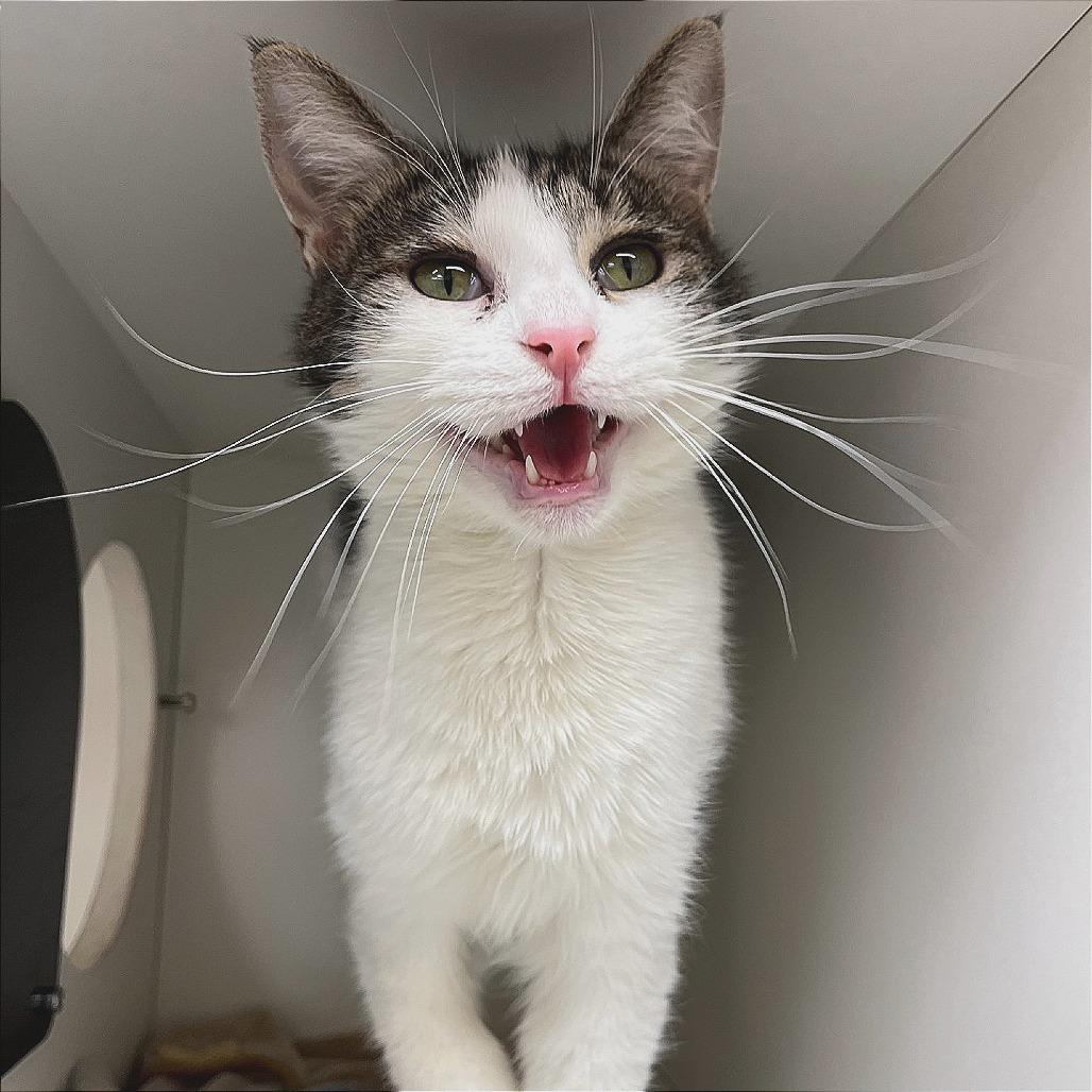 Enlarge Kyubi, a Adoptable Domestic Short Hair in Champaign, IL image 2/6