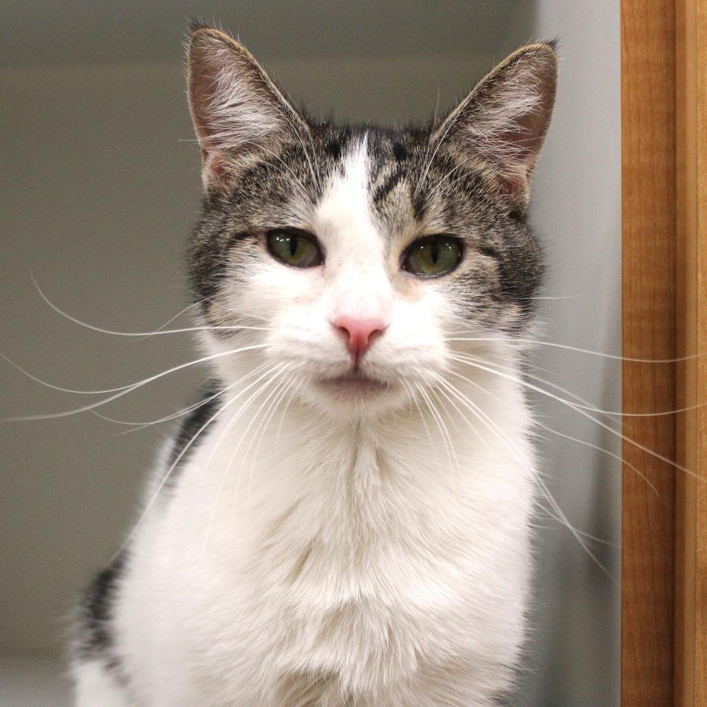 Enlarge Kyubi, a Adoptable Domestic Short Hair in Champaign, IL image 3/6