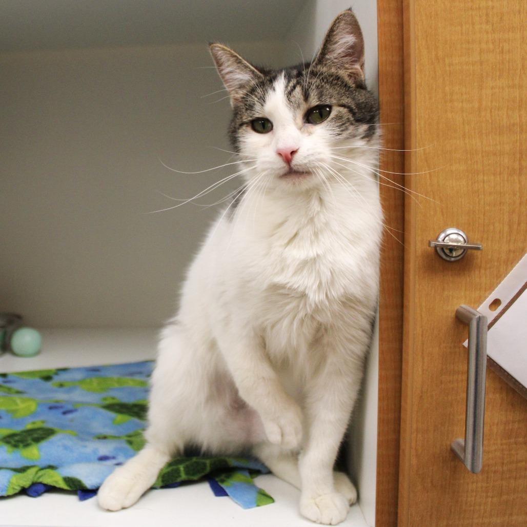 Enlarge Kyubi, a Adoptable Domestic Short Hair in Champaign, IL image 4/6