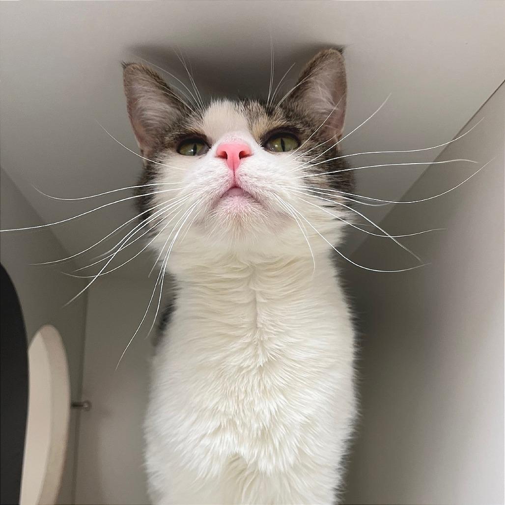 Enlarge Kyubi, a Adoptable Domestic Short Hair in Champaign, IL image 5/6