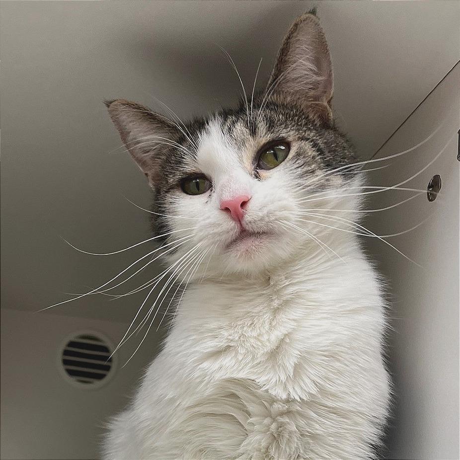 Enlarge Kyubi, a Adoptable Domestic Short Hair in Champaign, IL image 6/6