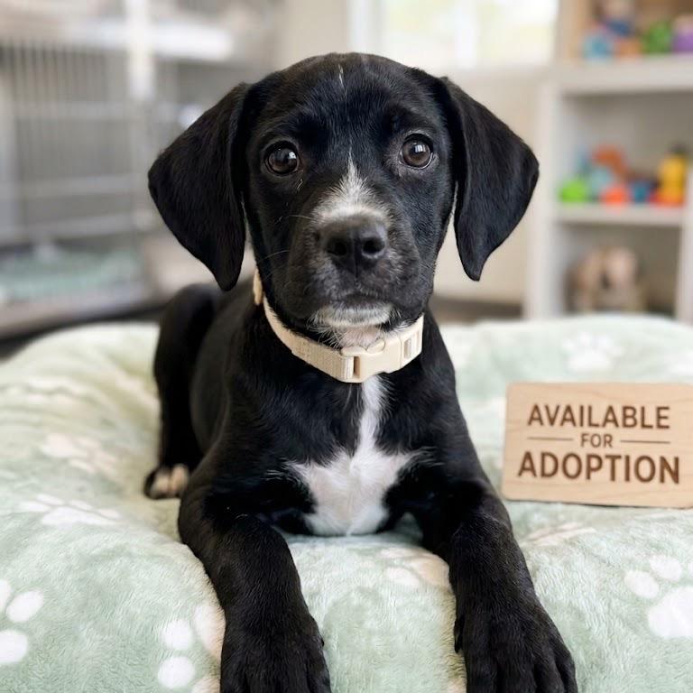 Snickers, Adoptable, Puppy Female Mixed Breed & Black Labrador Retriever.