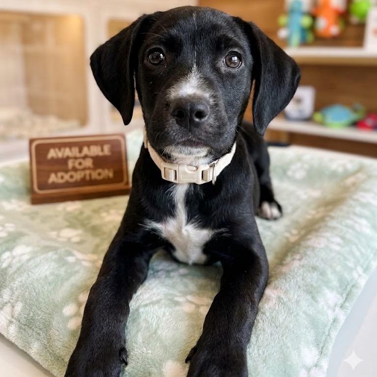 Snickers, a Adoptable mixed breed in Tonopah, AZ image 2/4