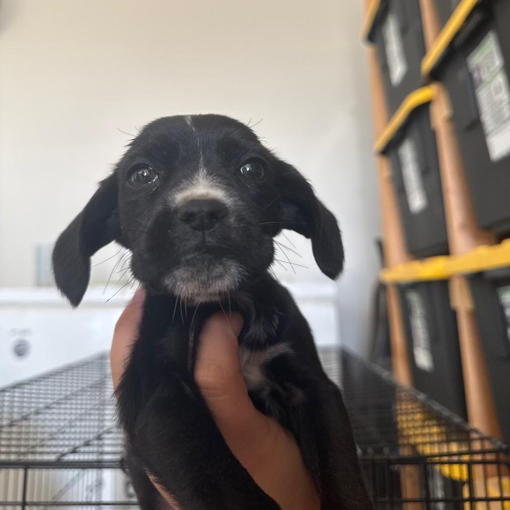 Snickers, a Adoptable mixed breed in Tonopah, AZ image 3/4