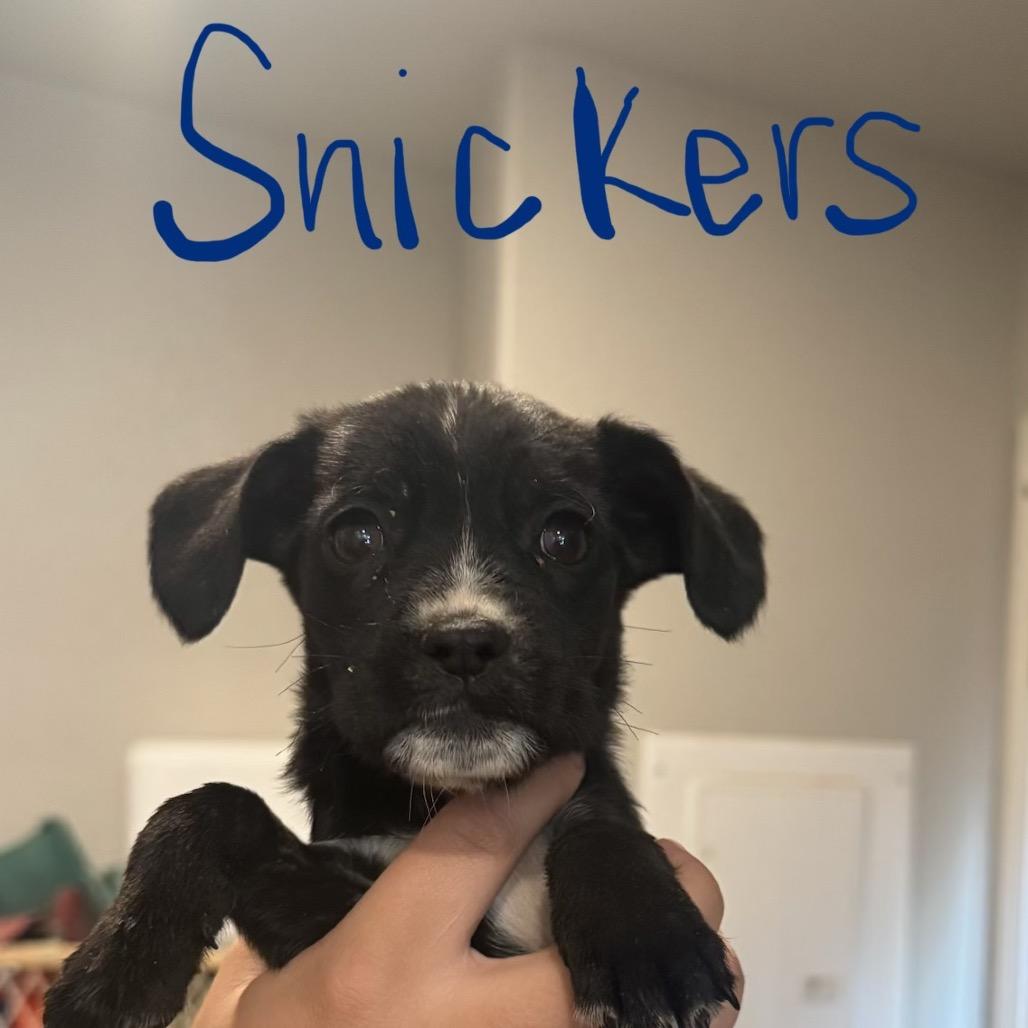 Snickers, a Adoptable mixed breed in Tonopah, AZ image 4/4