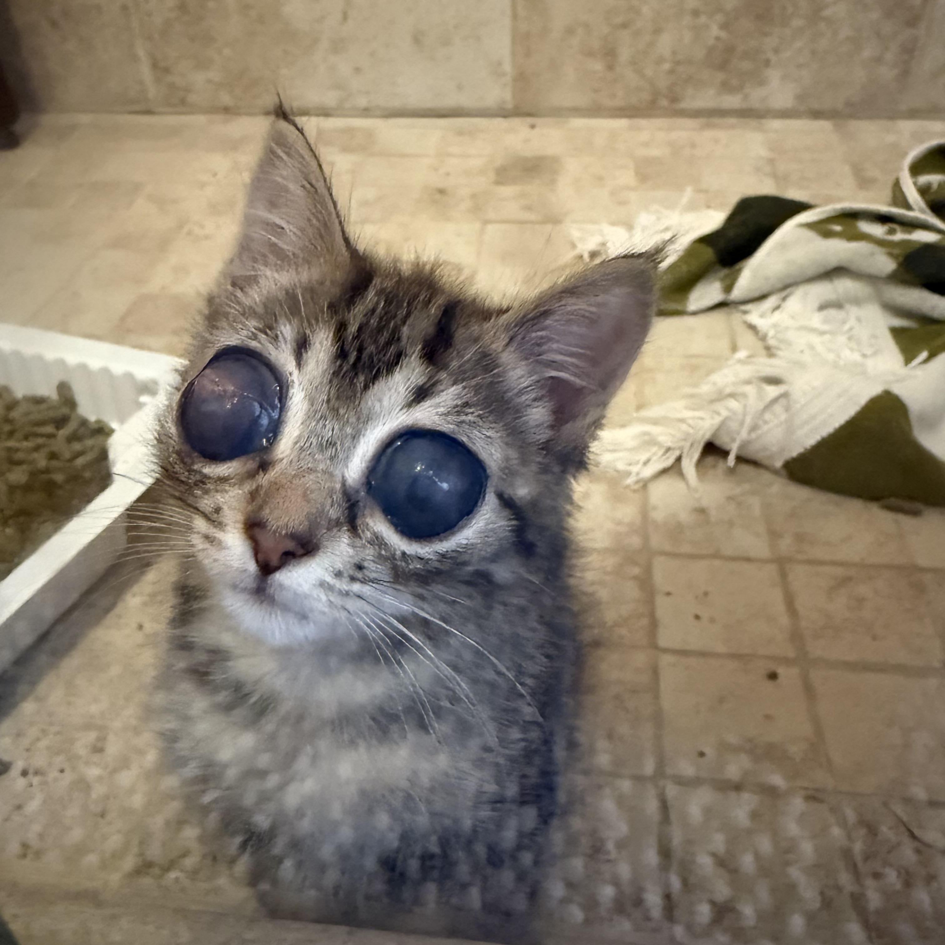 Bob, a Adoptable Tabby in Davis, CA image 2/3