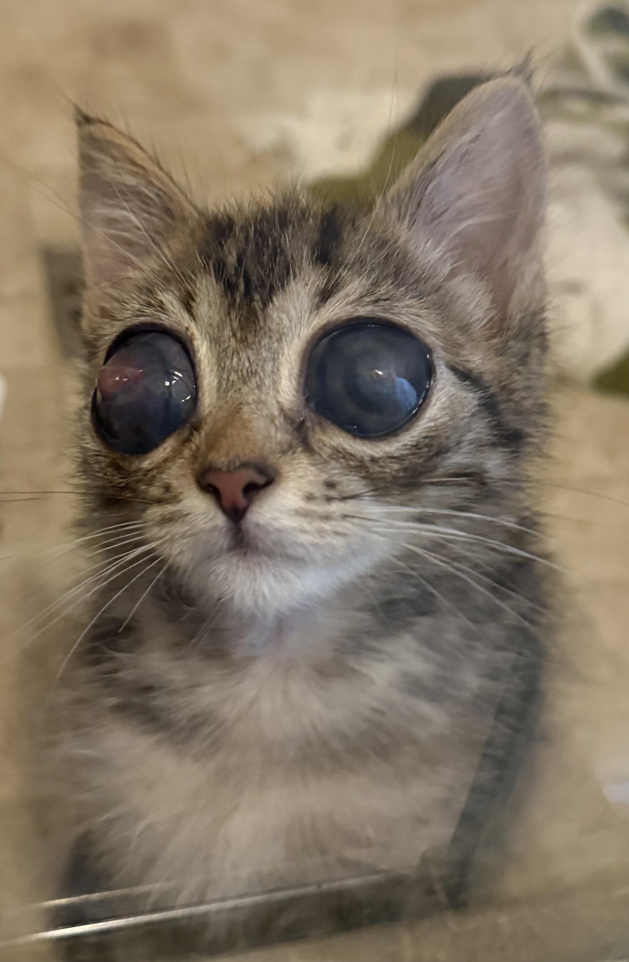 Bob, a Adoptable Tabby in Davis, CA image 1/3