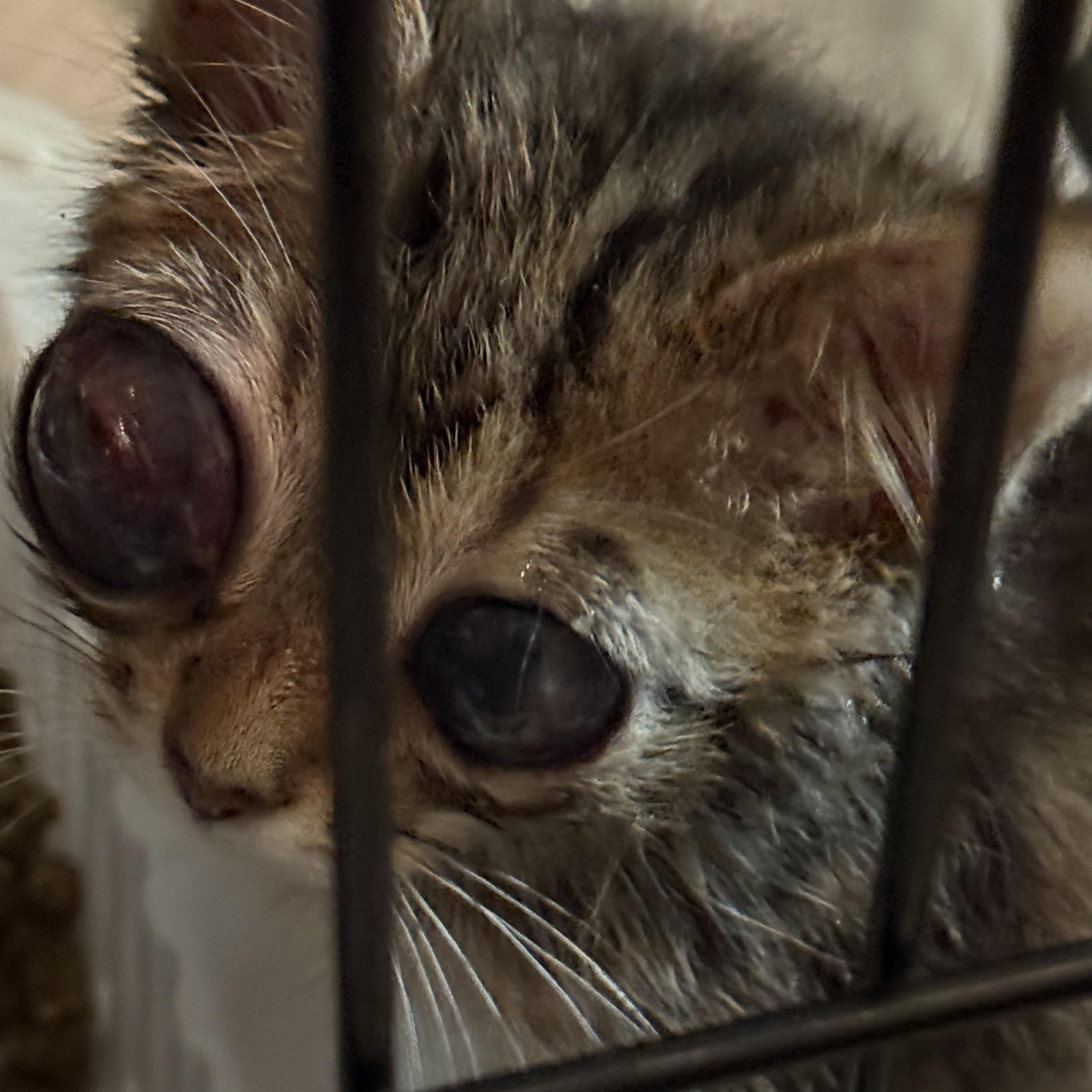 Bob, a Adoptable Tabby in Davis, CA image 3/3