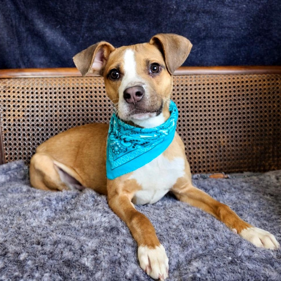 Stitch, adopted, Young Male American Staffordshire Terrier & Chihuahua.