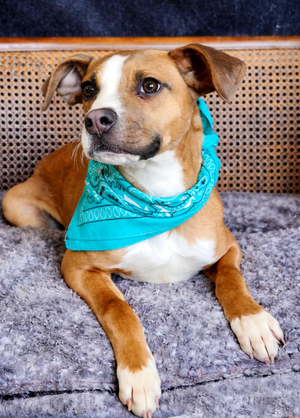 Enlarge Stitch, an adopted mixed breed in Cheboygan, MI image 3/6