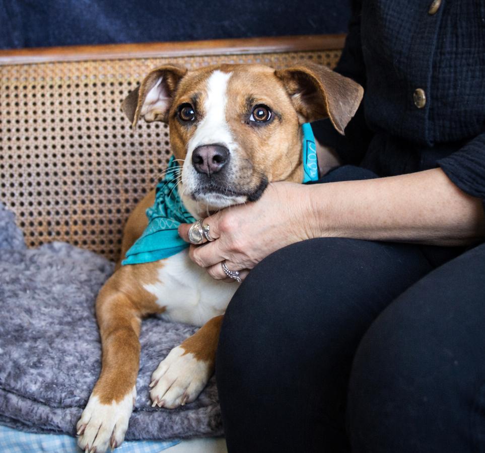 Enlarge Stitch, an adopted mixed breed in Cheboygan, MI image 6/6