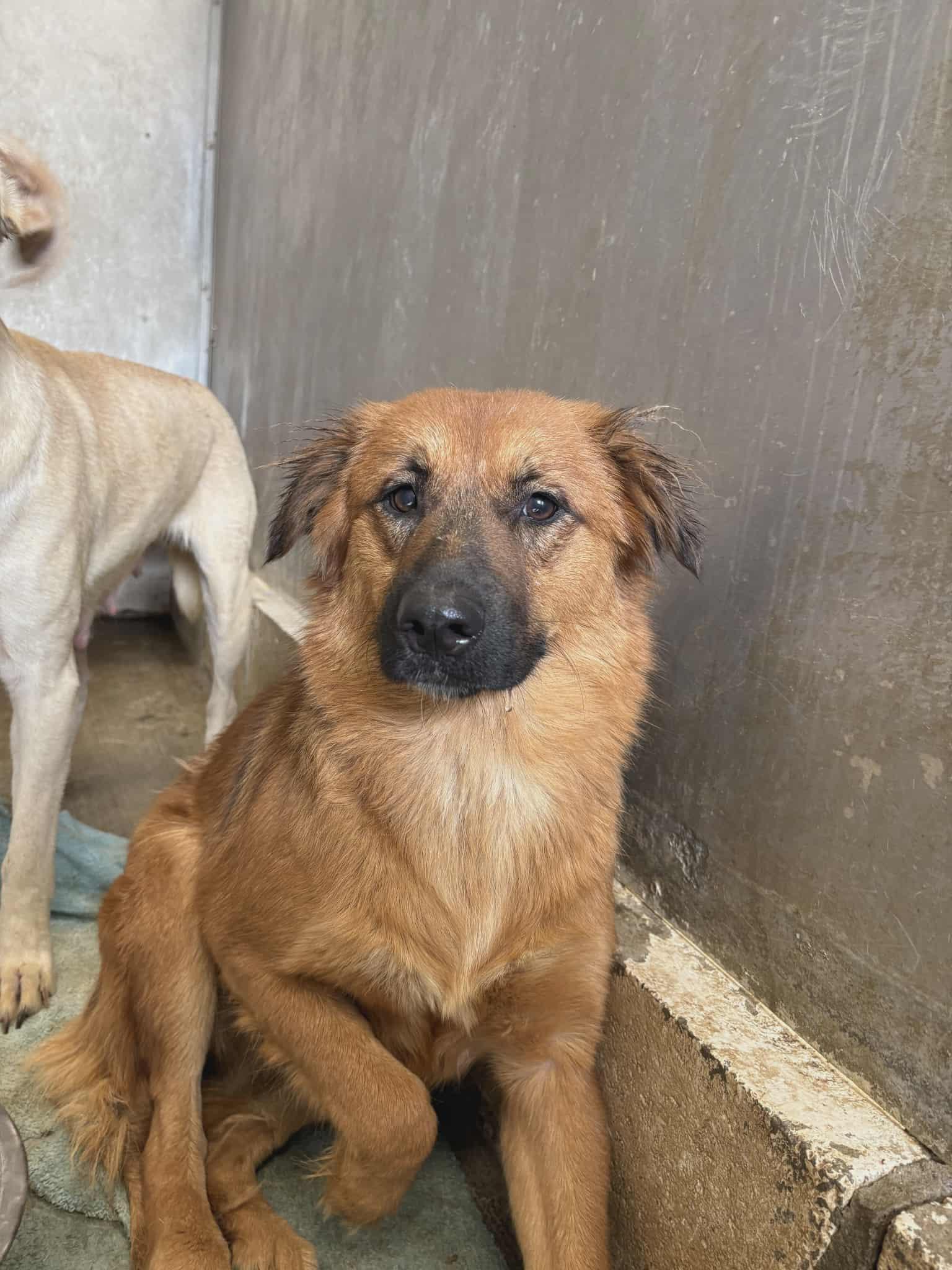 Sutton, Adoptable, Adult Female Golden Retriever.
