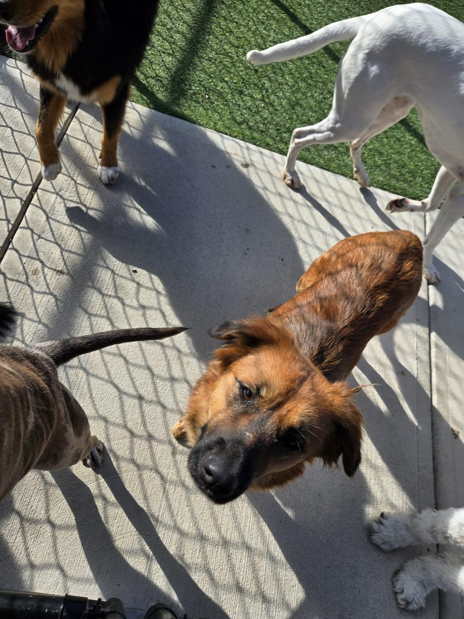 Sutton, Adoptable, Adult Female Golden Retriever.