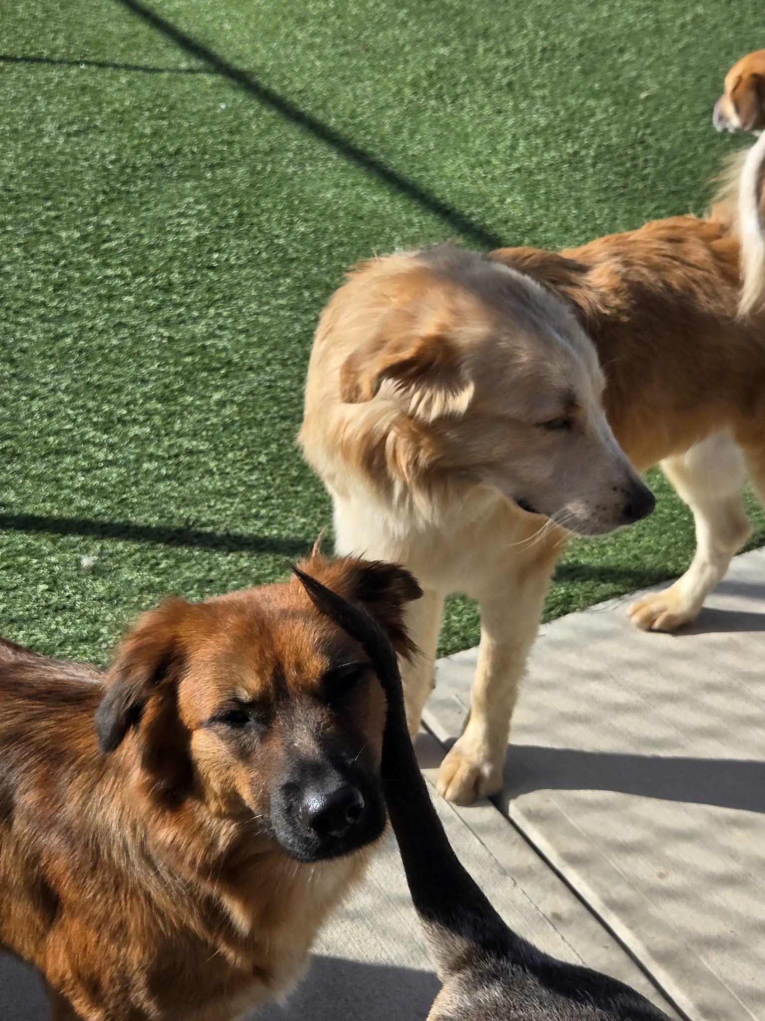 Sutton, a Adoptable mixed breed in Richmond, KY image 2/6