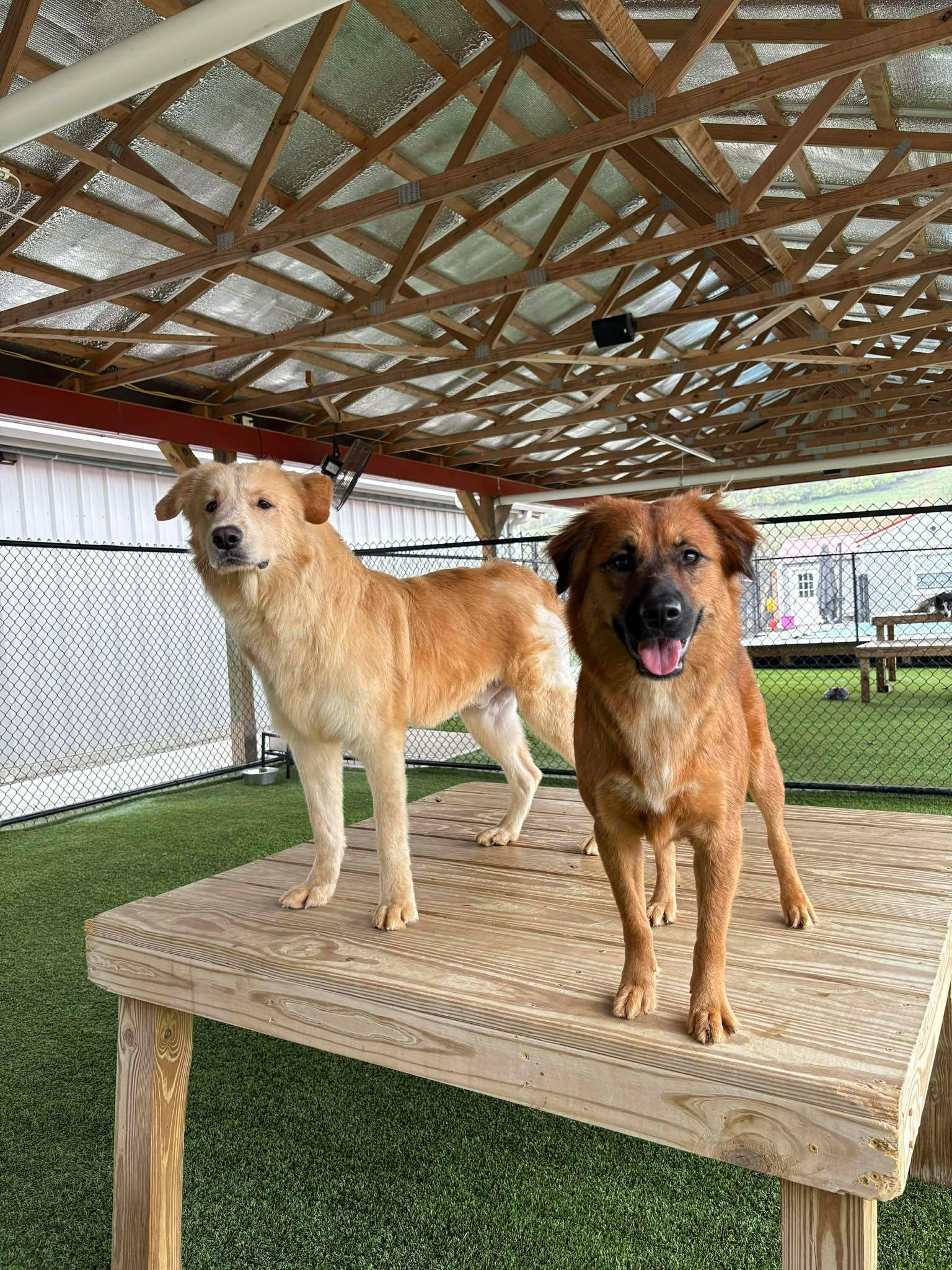 Sutton, a Adoptable mixed breed in Richmond, KY image 3/6