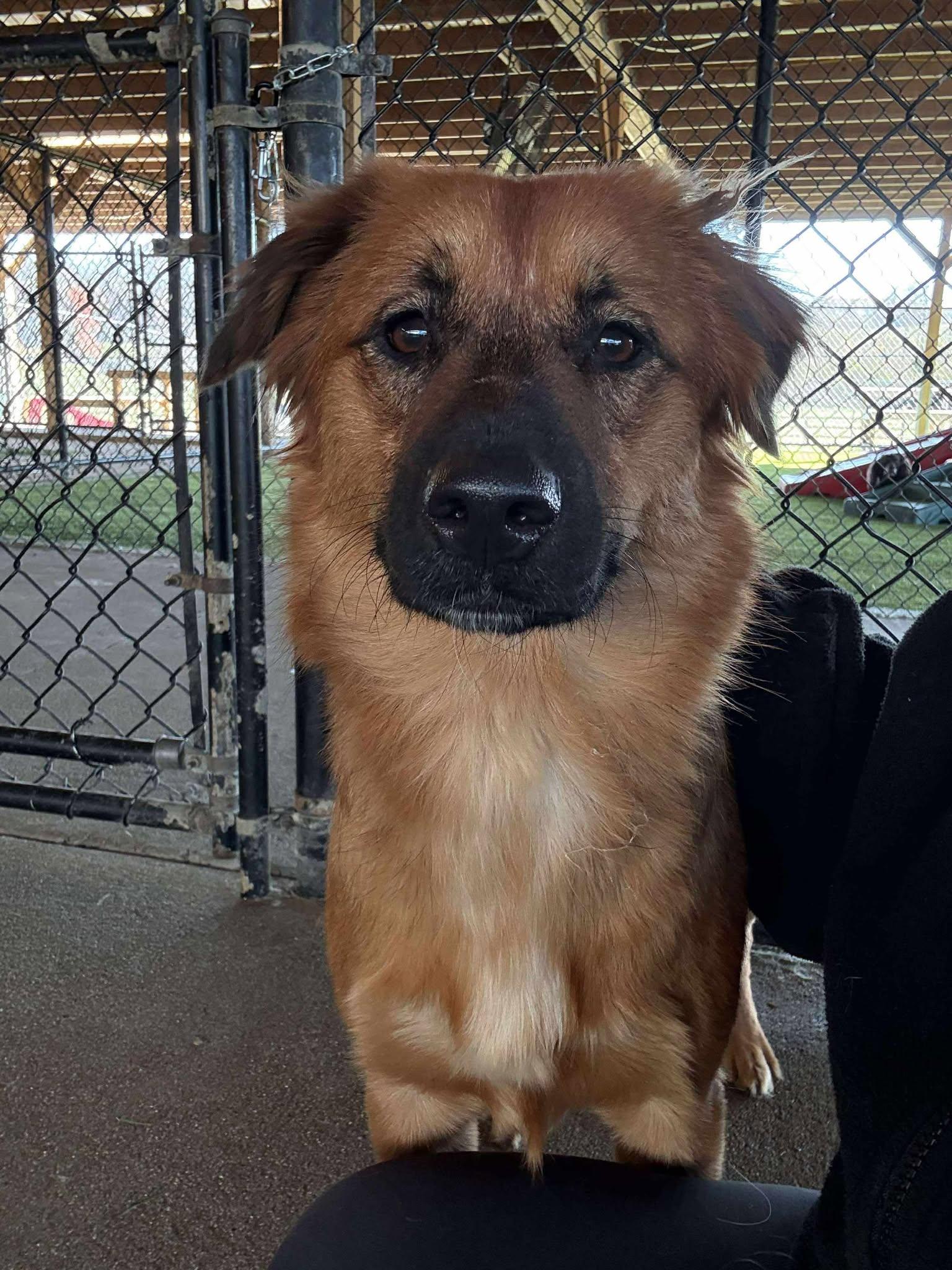 Sutton, a Adoptable mixed breed in Richmond, KY image 4/6