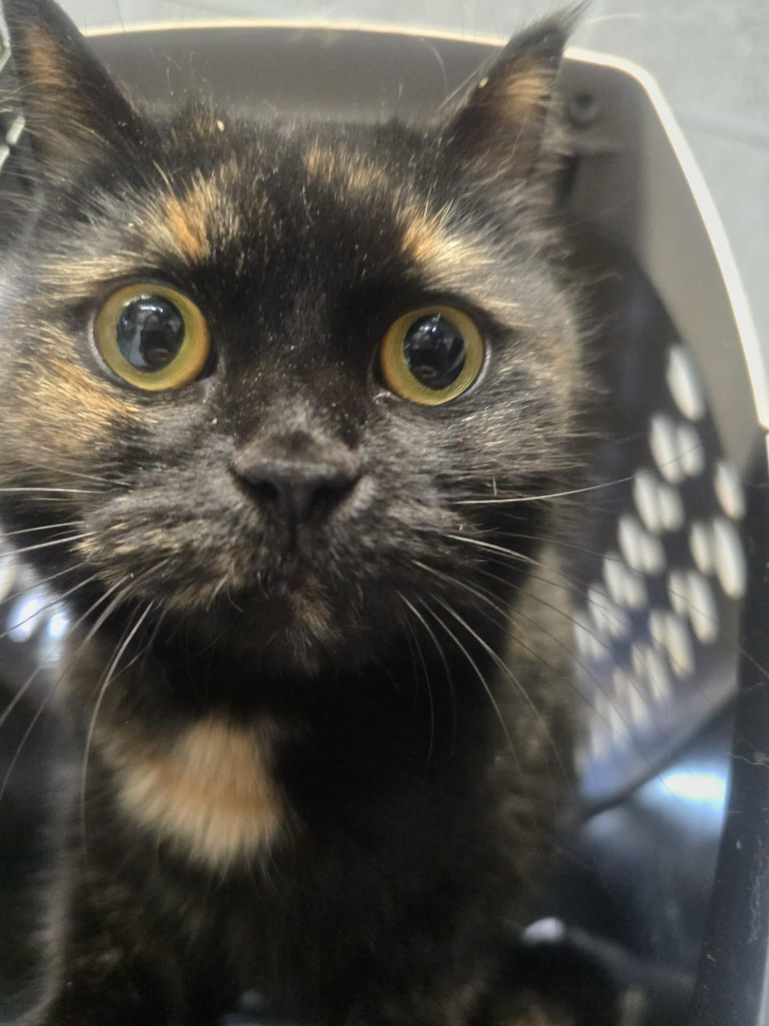 Aurora, ADOPTABLE, Adult Female Domestic Short Hair.