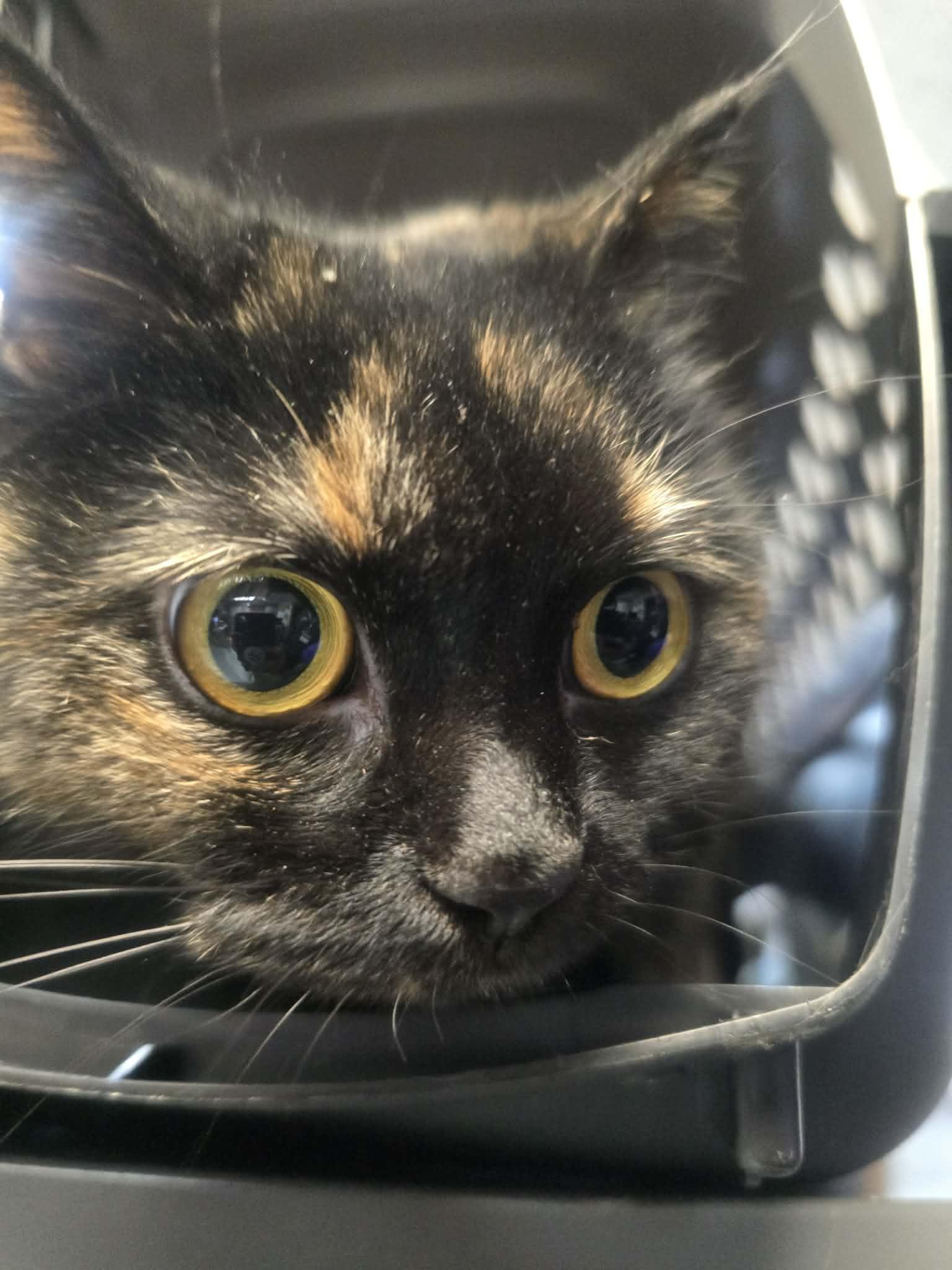 Aurora, a ADOPTABLE Domestic Short Hair in Rock Falls, IL image 2/6