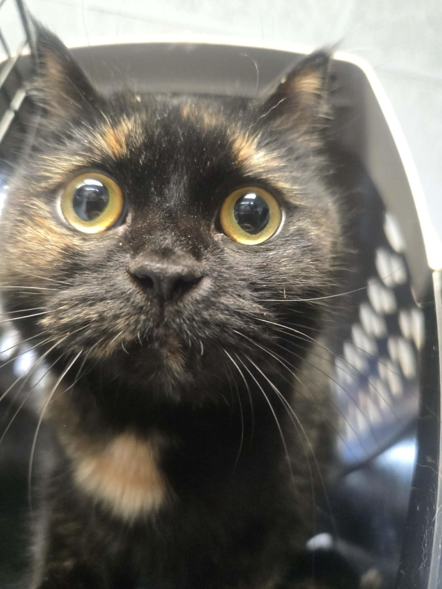 Aurora, a ADOPTABLE Domestic Short Hair in Rock Falls, IL image 3/6